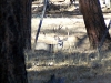 2008Muley