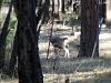 2008Muley1