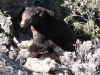 2010_bear_019