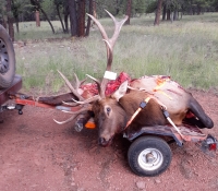 5A ARCHERY BULL 2022