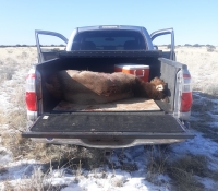 Dec2022 Cow elk
