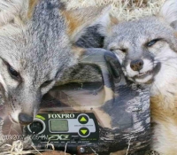 FOX 2011