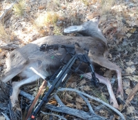 11M Archery doe