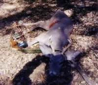 2003 recurve archery couse deer unit 33