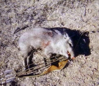 archery javelina unit 33