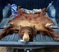 Aug 2014 bear-in-truck