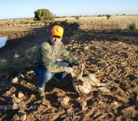 COYOTE