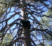 05Nov2014 Bear