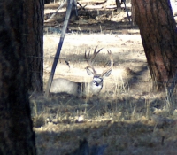 2008Muley