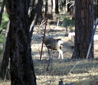 2008Muley1