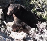 2010_bear_019
