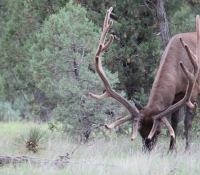 bull-2013