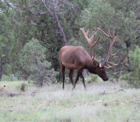 bull-2013