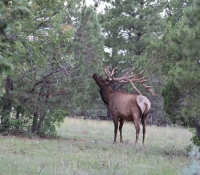 bull-2013