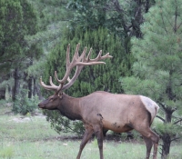 bull-2013