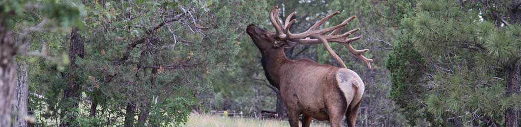 Image of an Elk that you could see on a guided hunt in Arizona with Bars Hunting Service.