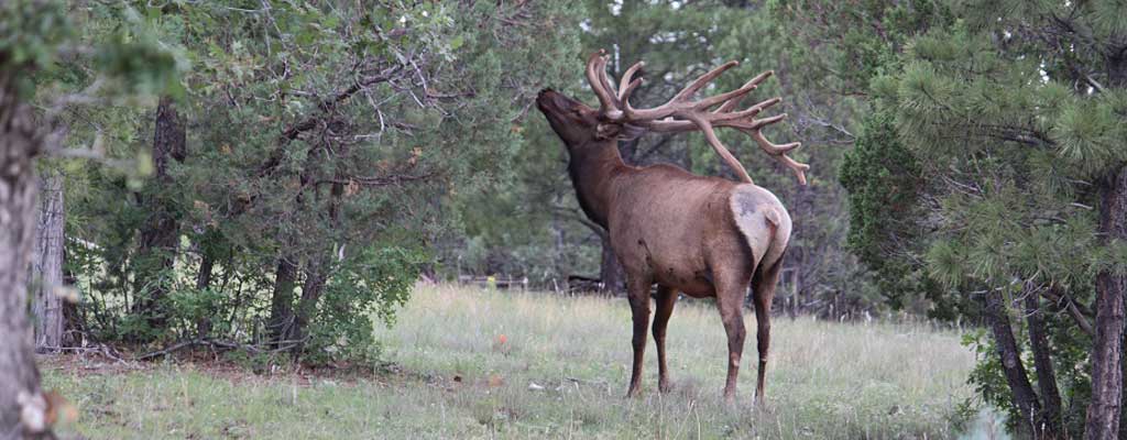 This is an image of an Elk when hunting with Bars Hunting Service in Arizona.